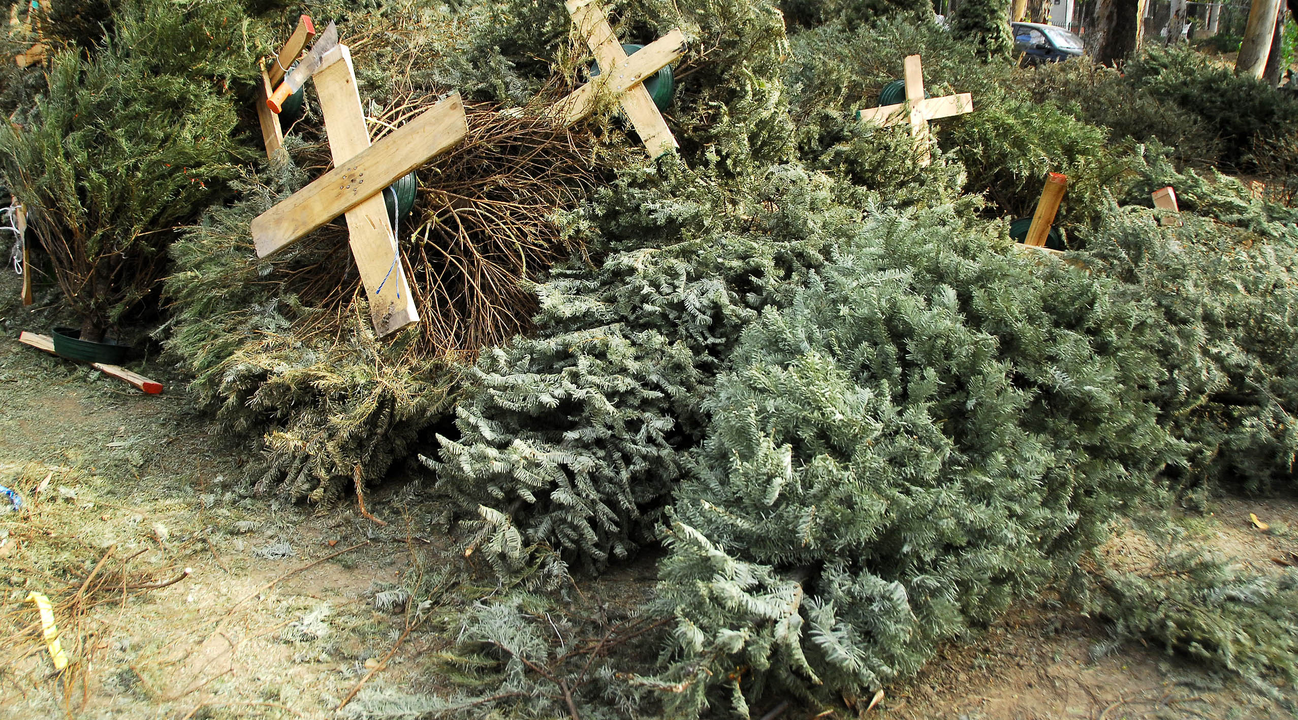 Habilitarán puntos de acopio para árboles navideños naturales