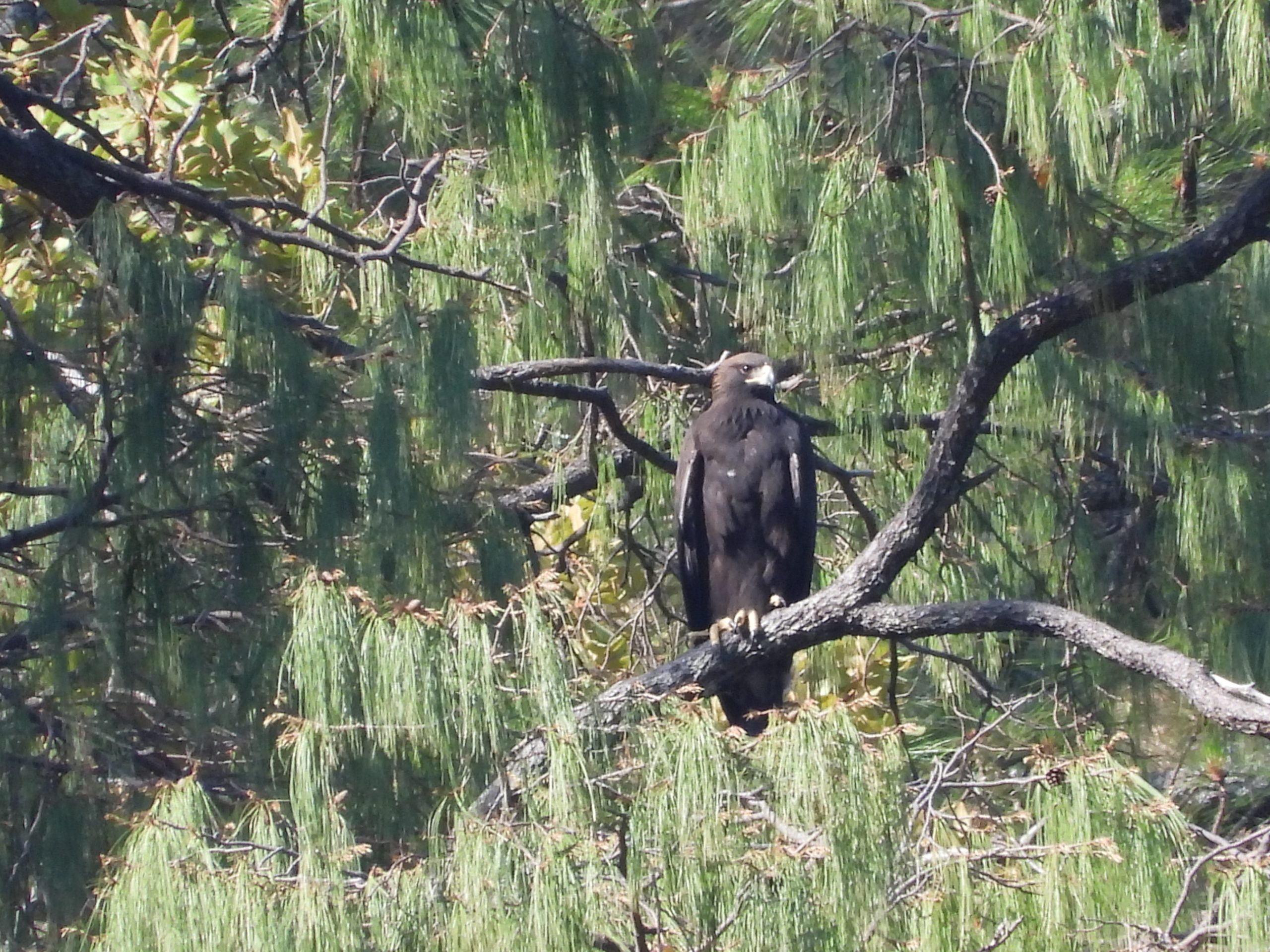 Jalisco, hogar del águila real