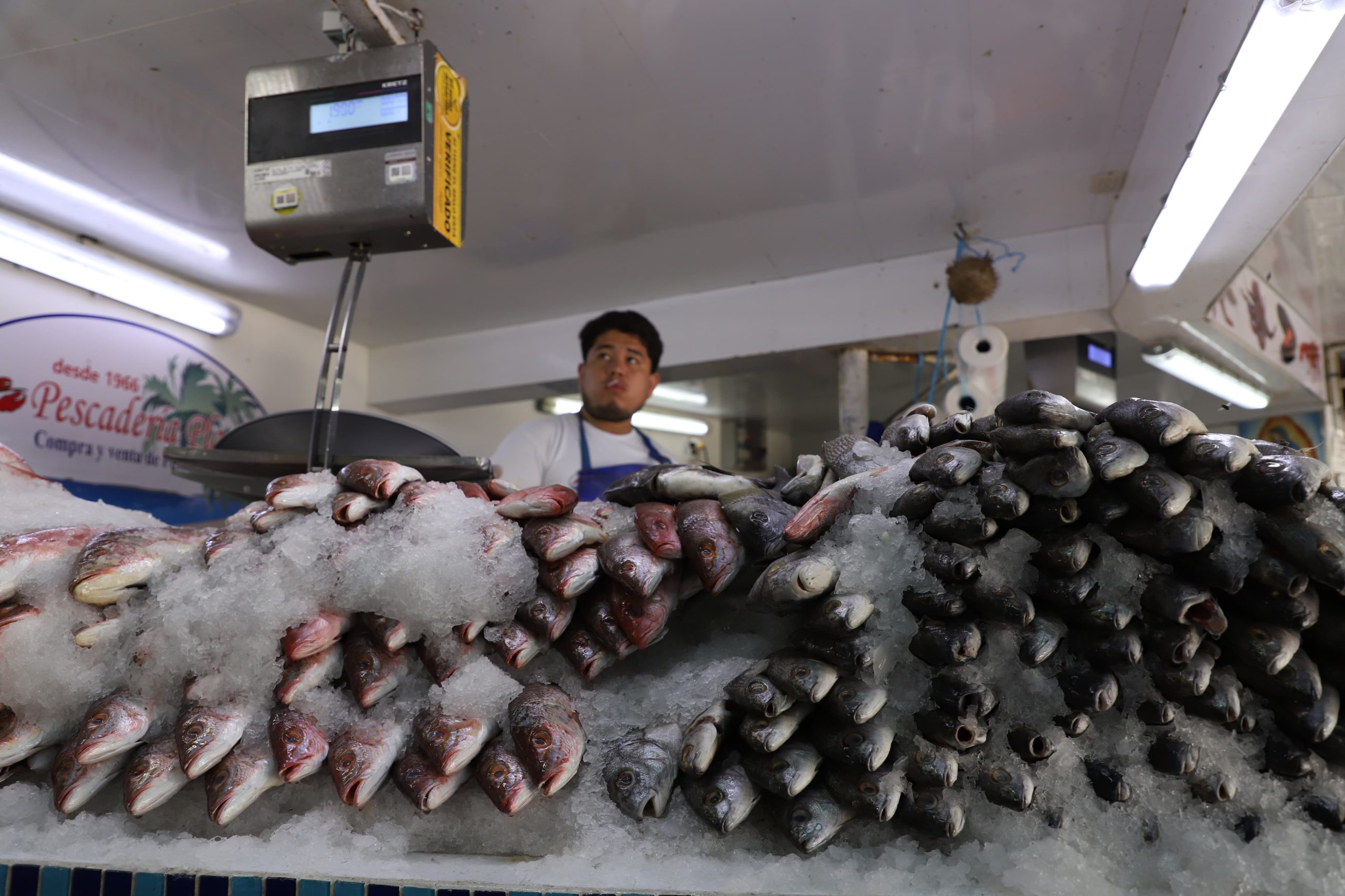 Mercados municipales, muestra de la identidad y tradición de Puerto Vallarta