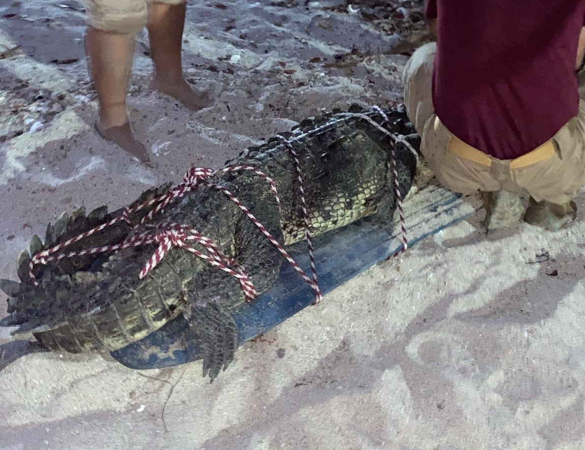 Capturan a cocodrilo en playa de Bucerías