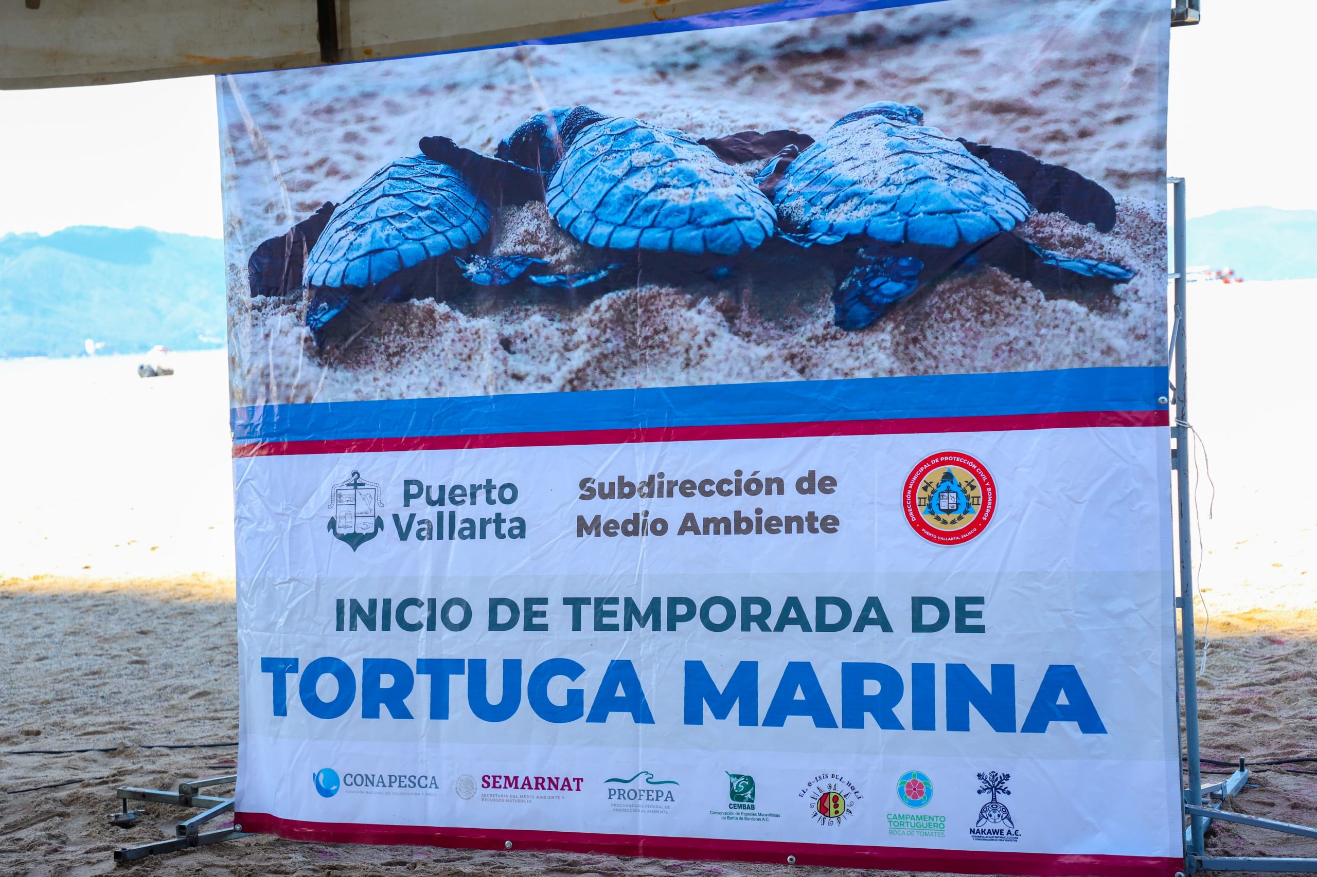 Dan arranque a temporada de anidación de la tortuga marina