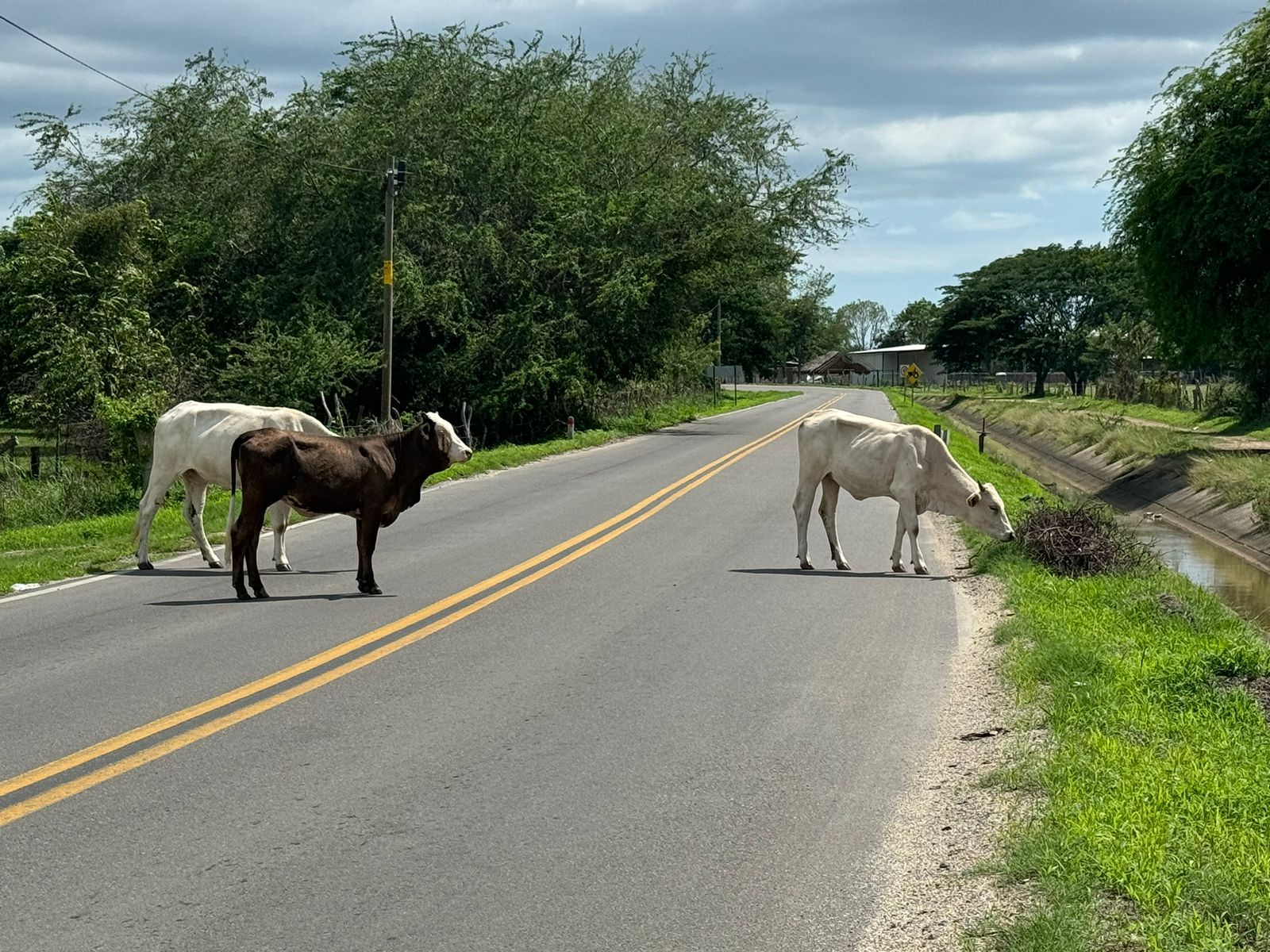 El ayuntamiento de Bahía de Banderas solicita a ganaderos mantener sus animales resguardados