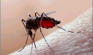 Jalisco, Guerrero, Morelos, Veracruz y Nuevo León lideran en Dengue