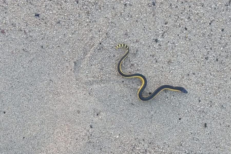 Aparecen serpientes marinas en playas de Puerto Vallarta